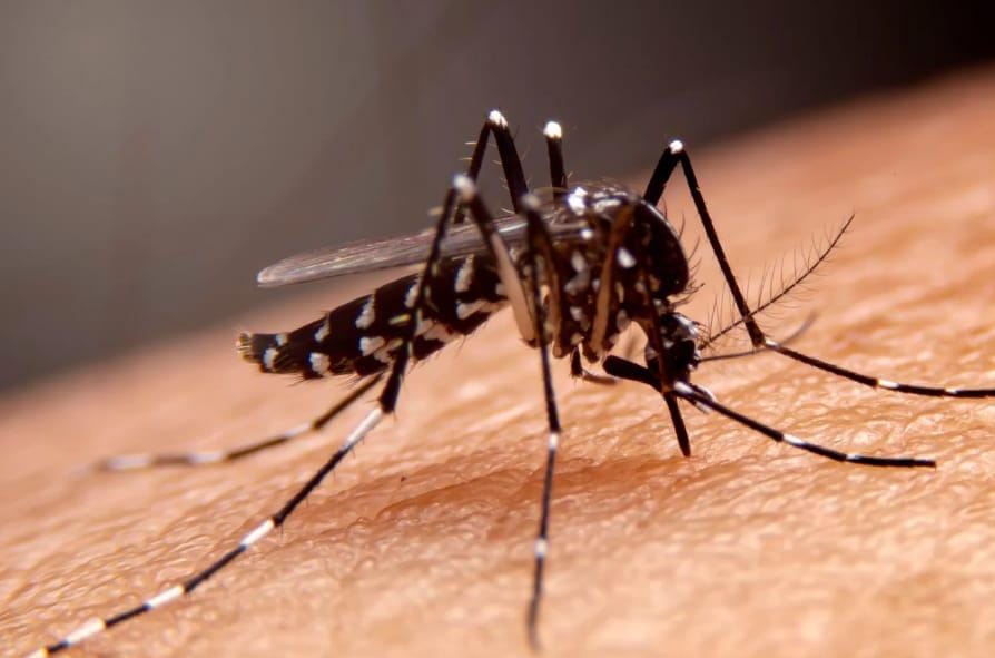Nyamuk Aedes aegypti, penyebab utama kasus Demam Berdarah Dengue (DBD) di Kabupaten Tangerang.
