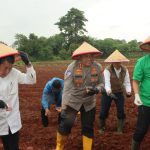 Program Tanam Jagung Serentak Kuartal I 2026 jadi langkah nyata dukung swasembada pangan