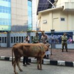 Kapolresta Tangerang Kombes Pol. Andi Muhammad Indra Waspada Amirullah pimpin penyaluran hewan kurban Iduladha bersama TNI dan masyarakat