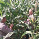 Tanaman Jagung Hibrida Seluas 0,7 Hektare Tumbuh Subur, Polri Perkuat Sinergi dengan Petani di Kabupaten Tangerang