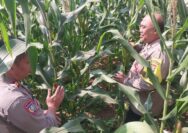 Tanaman Jagung Hibrida Seluas 0,7 Hektare Tumbuh Subur, Polri Perkuat Sinergi dengan Petani di Kabupaten Tangerang