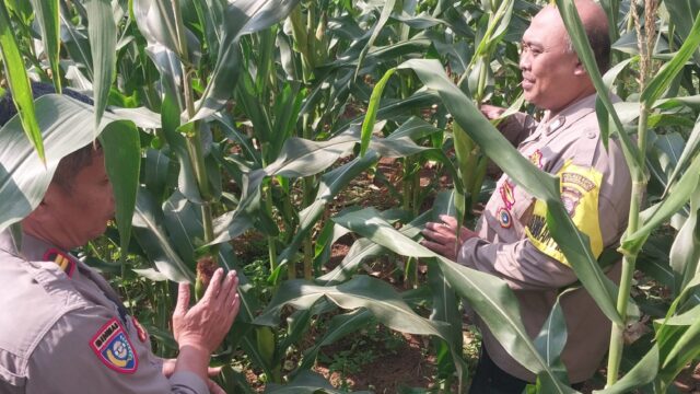 Tanaman Jagung Hibrida Seluas 0,7 Hektare Tumbuh Subur, Polri Perkuat Sinergi dengan Petani di Kabupaten Tangerang