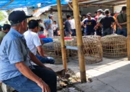 Aktivitas sabung ayam disebut berlangsung dua kali sepekan dan disertai taruhan uang (Tangkapan Layar )