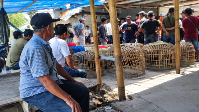 Aktivitas sabung ayam disebut berlangsung dua kali sepekan dan disertai taruhan uang (Tangkapan Layar )
